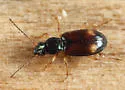 Bembidion scopulinum - photo 5