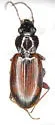 Bembidion scudderi