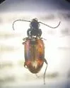 Bembidion scudderi - photo 2