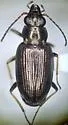 Bembidion sculpturatum - Bembidion sculpturatum