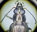Bembidion sculpturatum - photo 2