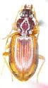 Bembidion sejunctum - Bembidion sejunctum