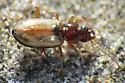 Bembidion sejunctum - photo 2
