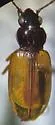 Bembidion sejunctum - photo 3
