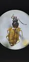 Bembidion sejunctum - photo 4