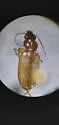 Bembidion sejunctum - photo 5