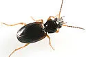 Bembidion semicinctum - photo 2
