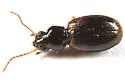 Bembidion semicinctum - photo 3