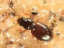 Bembidion semicinctum - photo 4