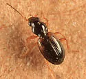 Bembidion semicinctum - photo 5