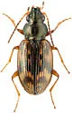 Bembidion semipunctatum - Bembidion semipunctatum