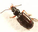 Bembidion semistriatum