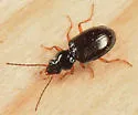 Bembidion semistriatum - photo 2