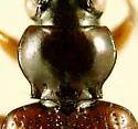 Bembidion semistriatum - photo 3