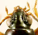 Bembidion semistriatum - photo 4