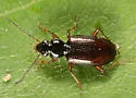 Bembidion semistriatum - photo 5
