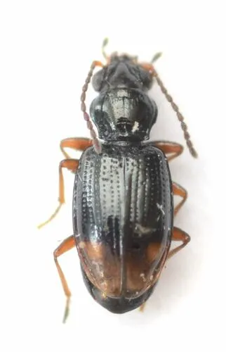 Bembidion siticum - Bembidion siticum