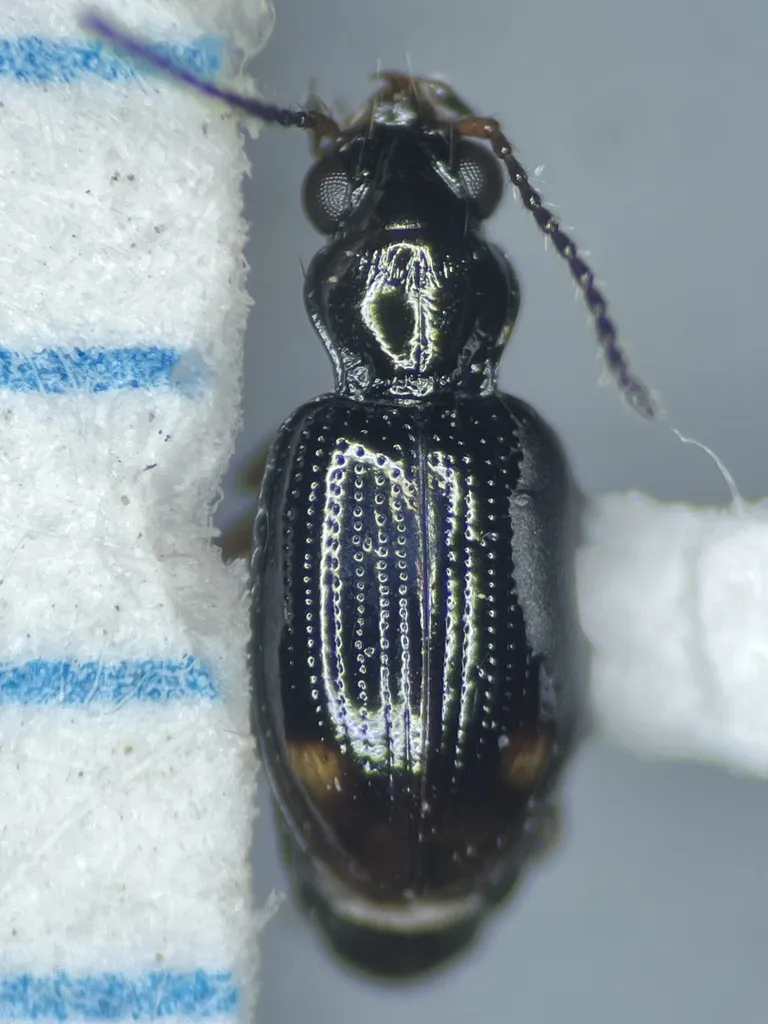 Bembidion siticum - photo 3