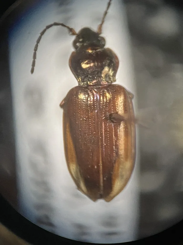 Bembidion sordidum - photo 2