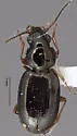 Bembidion sphaeroderum