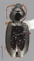 Bembidion sphaeroderum - photo 3