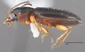 Bembidion sphaeroderum - photo 4
