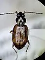 Bembidion stillaguamish - photo 2