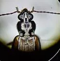 Bembidion stillaguamish - photo 3