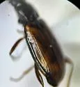 Bembidion stillaguamish - photo 4