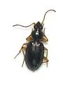 Bembidion subangustatum - Bembidion subangustatum