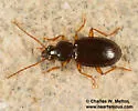 Bembidion subangustatum - photo 2