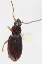 Bembidion subangustatum - photo 3