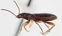 Bembidion subangustatum - photo 4