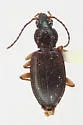 Bembidion subangustatum - photo 5