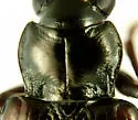 Bembidion sulcipenne - photo 2