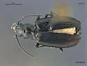 Bembidion sulcipenne - photo 3