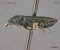 Bembidion sulcipenne - photo 4