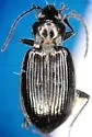 Bembidion sulcipenne - photo 5