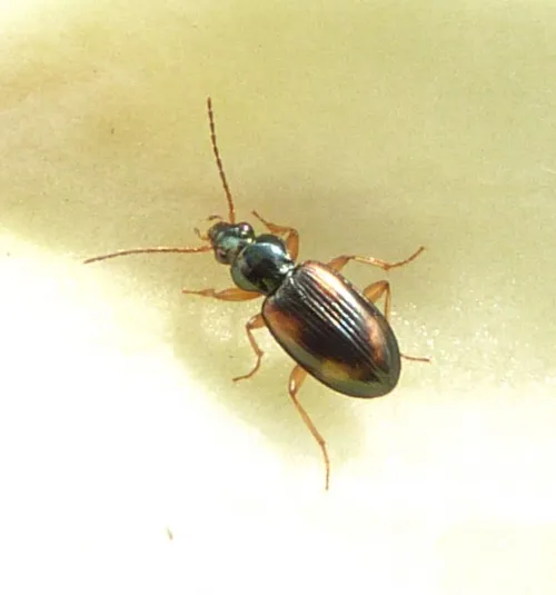 Bembidion tetracolum