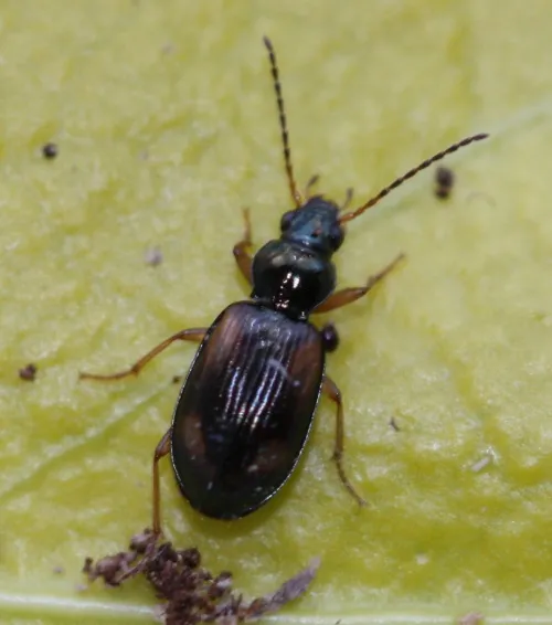 Bembidion tetracolum - photo 2