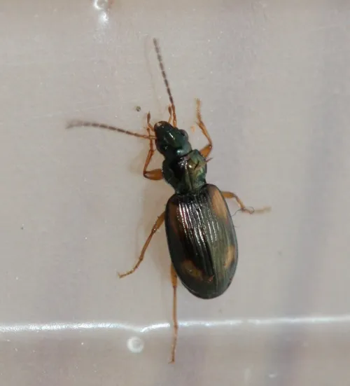 Bembidion tetracolum - photo 3