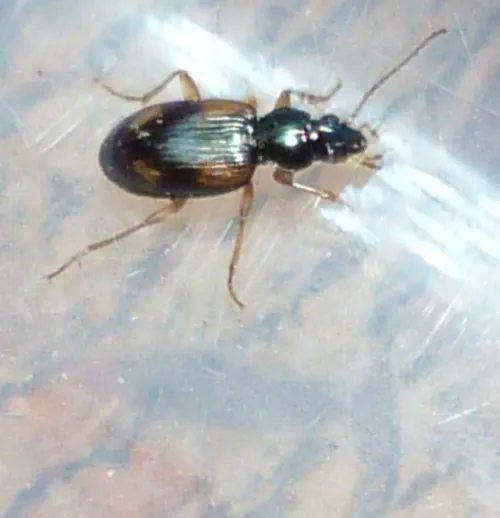 Bembidion tetracolum - photo 4