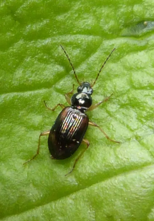 Bembidion tetracolum - photo 5