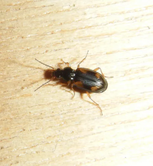 Bembidion tetracolum - photo 6