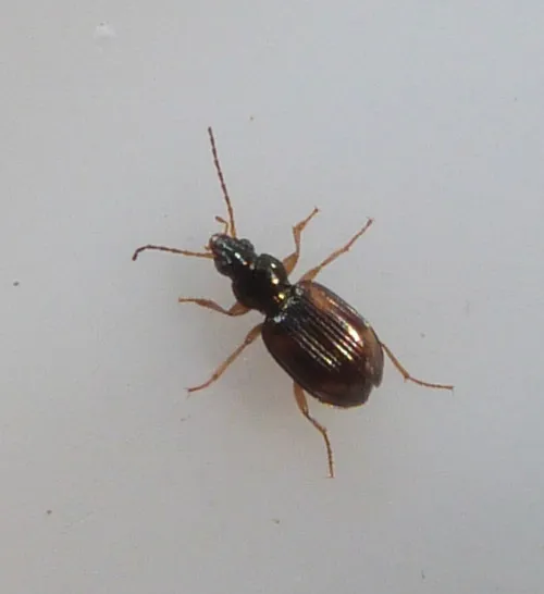 Bembidion tetracolum - photo 7