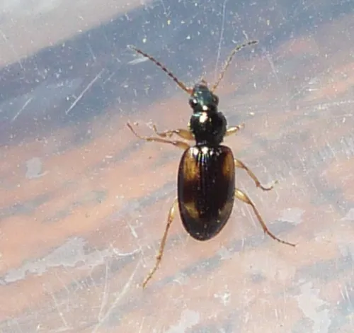 Bembidion tetracolum - photo 8