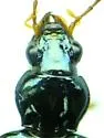 Bembidion texanum - Bembidion texanum