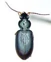 Bembidion texanum - photo 2