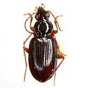 Bembidion texanum - photo 3