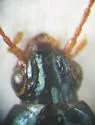 Bembidion texanum - photo 4